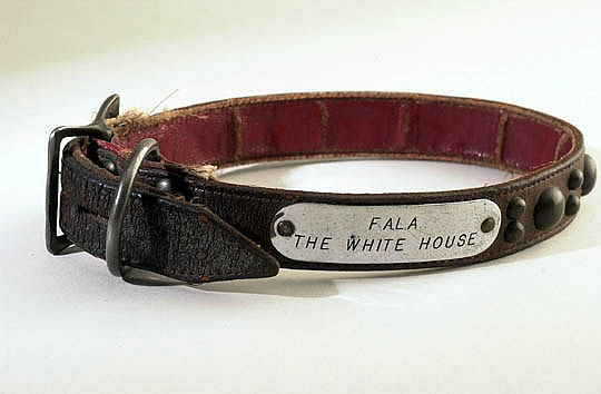 Fala_collar